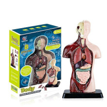 11 Inch Human Body Model for Kids,Human Torso Anatomy Model Toys,8 Pcs Removable Anatomy Doll with