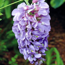 (Default) Wisteria Amethyst Falls Lilac Garden Ready (15cm pot)