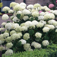 (Default) Hydrangea 'Incrediball' Plant in 3L Pot - Huge White Flowers, Established Plant for UK Gardens - Bee and Butterfly Friendly Plant