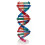Human Genes DNA Models Double Helix Science Toys Teaching Learning Education Toy 2