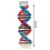 Human Genes DNA Models Double Helix Science Toys Teaching Learning Education Toy 1