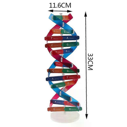 Human Genes DNA Models Double Helix Science Toys Teaching Learning Education Toy