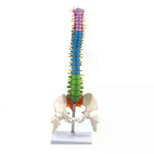 45 cm met bekkenmodel van de menselijke anatomie, wervelkolom en wervelkolom, lesmateriaal voor studenten