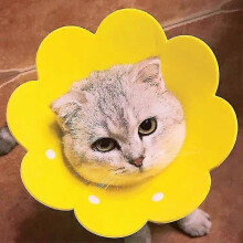 (As show, One size) Pet Protective Recovery Collar Adjustable Sunflower Shape Cat Cone Collar, Cute Soft Cone After Surgery Neck Collar