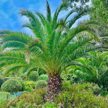 (Default) Pair of Phoenix Palm Trees, 55-75cm Tall in 15cm Pots
