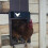 (As show, One size) Automatic Chicken Coop Door with Light Sensor 4