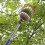 Fruit Picker Tool, 160cm Apple Picker Pole with Basket Adjustable, Long Handle, Fruits Catcher Tree Picker 5