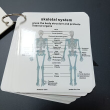 (body system) Human Body Systems Anatomy Flashcards | Comprehensive Medical & Nursing Study Guide | Detailed Anatomy Charts | Perfect Gift for Students