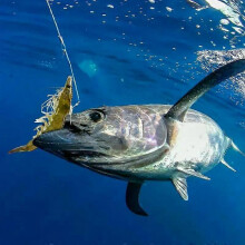 Ami per gamberetti vivi, esche luminose, set da 10 ami da pesca in acciaio al carbonio con ardiglione