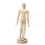 Modèle de poupée mobile en bois de 14 cm, 14 poses différentes 1