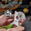 (As show, One size) Stainless Steel Quail Egg Scissors (2pcs) - Kitchen Tool for Quail Eggs 4