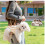 (L, White) Breathable Multi-Function Pet Carrier Backpack - Adjustable Shoulder Sling 2