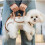 (M, White) Breathable Multi-Function Pet Carrier Backpack - Adjustable Shoulder Sling 4