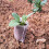 (As show, One size) Biodegradable Non-woven Nursery Bags 4