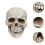 Human Skull Statue Decorative Skeleton Head Ornament for Shelf Cabinet Patio 3