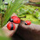 9 Pieces Ladybug Statue Micro Landscape Cute for Desktop Balcony Living Room 5