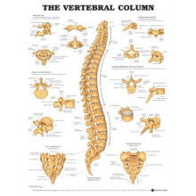 The Vertebral Column Anatomical Chart