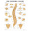The Vertebral Column Anatomical Chart 1