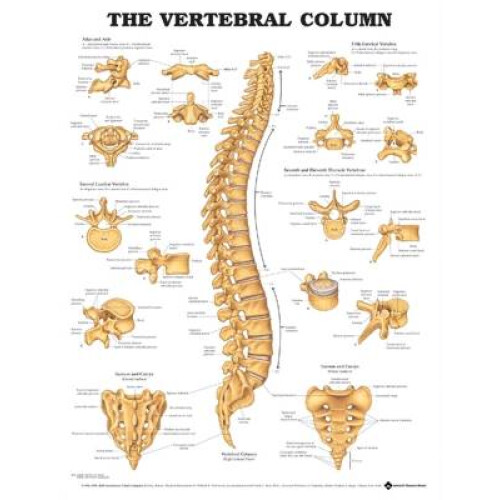 The Vertebral Column Anatomical Chart