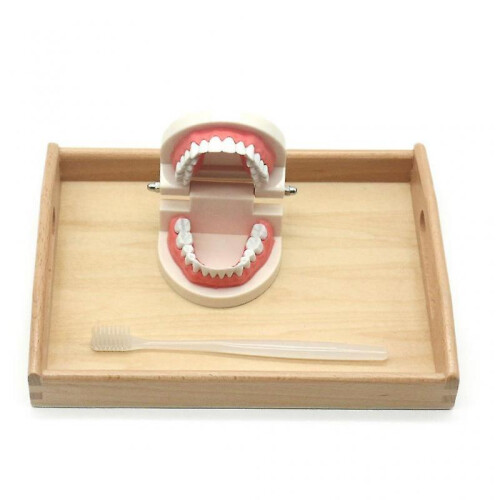 3d Human Brush Tooth Model for School Medical Education Teaching Aids 1