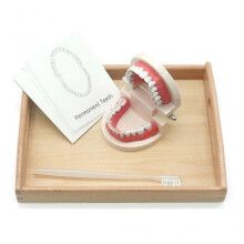 3d Human Brush Tooth Model for School Medical Education Teaching Aids