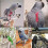 IC Bird harness Adjustable parrot leash Bird rope XS 3