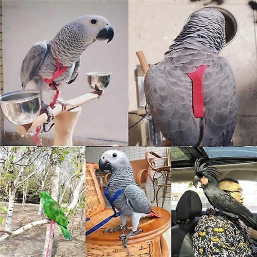 IC Bird harness Adjustable parrot leash Bird rope XS 2