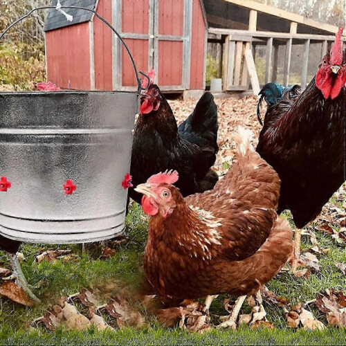 10pcs Water Nipple Chicken Feeder, Automatic Chicken Drinker, Chicken Drinker Plastic Water Bowl 2
