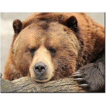 (11.8x15.7 inch, One size) 5d Full Diamond Embroidery Kit Pattern Diamond Painting Rhinestones Cartoon Bears Home Decoration