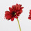 Artificial Gerbera Multipurpose Moisturizing High Simulation Real Touch Single Stem Fake Gerbera Flower for Home Decor Red 5