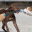 (As show, One size) Dog Break Stick 1