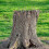 (As show, One size) 25 Pure Copper Nails - 3.15 Inch, Tree Stump Root Killer with Drill, Bulk Pack 2