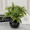 (2 green) artificial plant artificial bamboo decoration 4