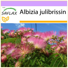 SAFLAX  - Schlafbaum - Albizia - 50 Samen