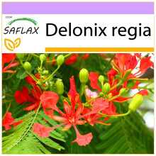 SAFLAX - Flamboyant - 6 seeds - Delonix regia