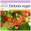SAFLAX  - Flammenbaum - Delonix - 6 Samen 1