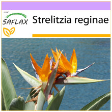 SAFLAX  - Paradiesvogelblume - Strelitzia - 5 Samen