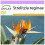 SAFLAX  - Paradiesvogelblume - Strelitzia - 5 Samen 1