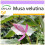 SAFLAX  - Kenia-Banane - Musa - 8 Samen 1