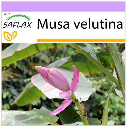 SAFLAX  - Kenia-Banane - Musa - 8 Samen