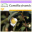 SAFLAX  - Teestrauch - Camellia - 6 Samen 1
