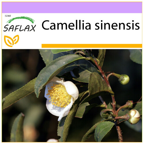 SAFLAX  - Teestrauch - Camellia - 6 Samen