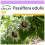 SAFLAX  - Purpurgranadilla - Passiflora - 40 Samen 1