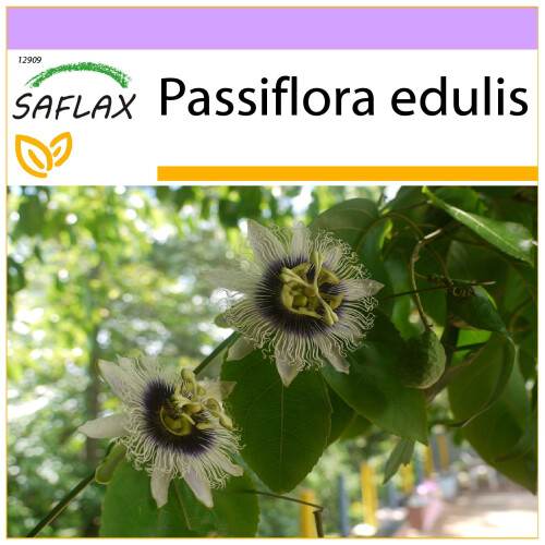 SAFLAX  - Purpurgranadilla - Passiflora - 40 Samen