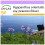 SAFLAX  - Schmucklilie - Agapanthus - 50 Samen 1