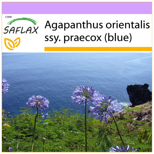 SAFLAX  - Schmucklilie - Agapanthus - 50 Samen