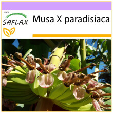 SAFLAX  - Große Essbanane - Musa - 10 Samen