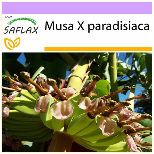 SAFLAX  - Große Essbanane - Musa - 10 Samen
