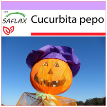 SAFLAX - Pumpkin - Lantern Pumpkin - 10 seeds - Cucurbita pepo