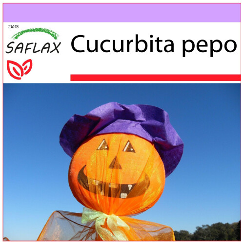 SAFLAX  - Laternenkürbis - Cucurbita - 10 Samen